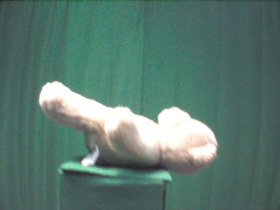 270 Degrees _ Picture 9 _ Light Brown Teddy Bear Lying on Back.png